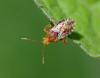 Rhopalus subrufus